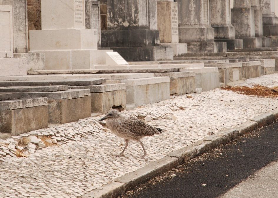 Recenseamento da população de gaivota-de-patas-amarelas nidificante em Lisboa