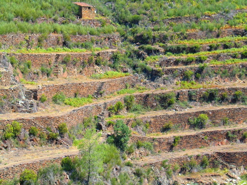 Uma boa parte das paisagens de socalcos de Portugal está actualmente votada ao abandono