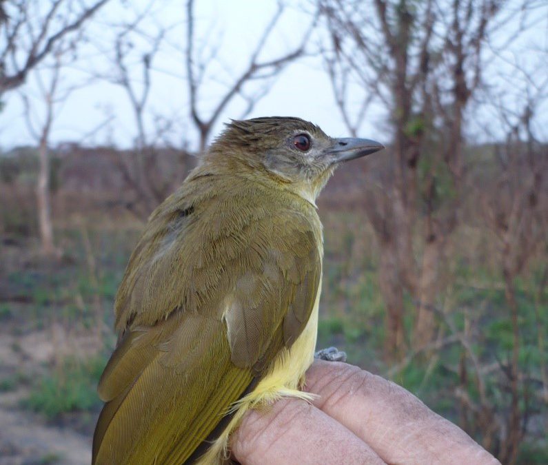 Captura de aves em Angola
