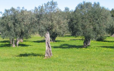 Ao redor dos olivais (I)