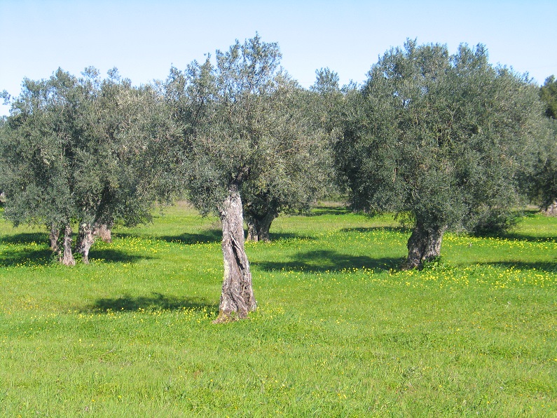 Oliveiras em regime extensivo