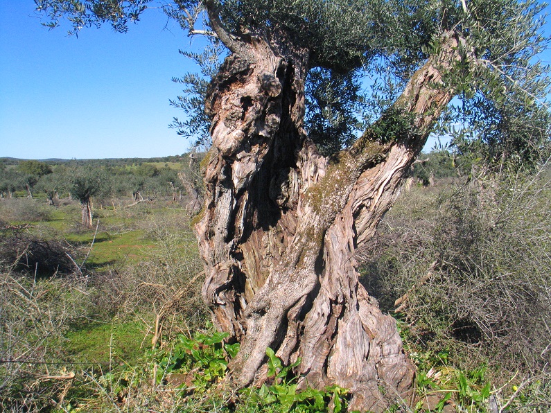 Exemplar de oliveira centenária num olival no Alvito (Alentejo)