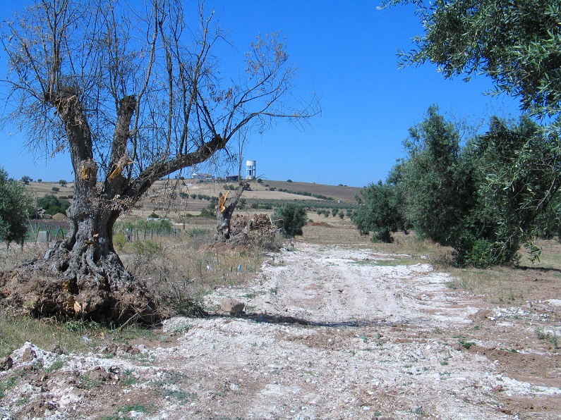 Oliveiras arrancadas na área de regadio do Alqueva (zona de Beringel). Note-se que neste caso as árvores terão sido utilizadas apenas para lenha!)