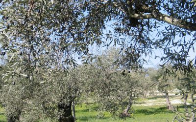 Em redor dos olivais (II)