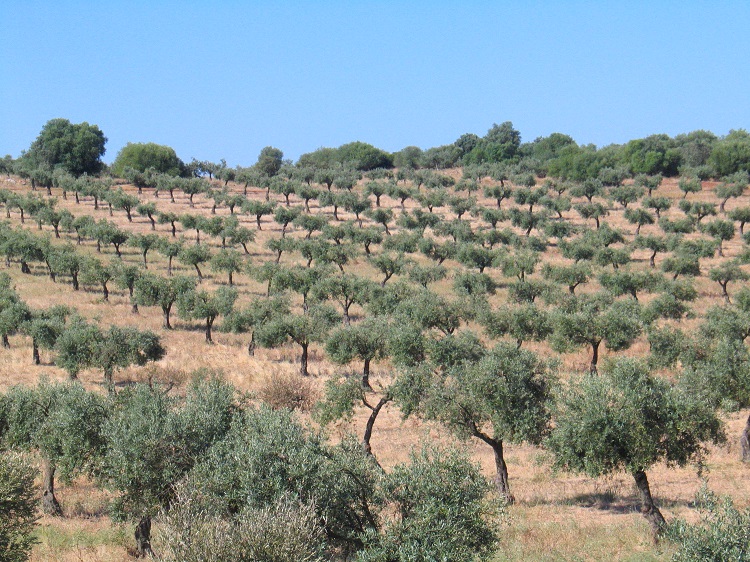 Fiadas de oliveiras.